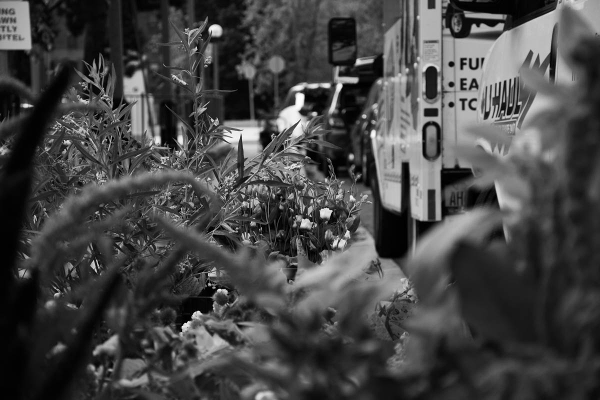 Hundreds of flowers on a sidewalk.